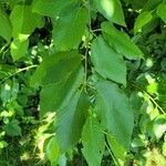 Betula alleghaniensis leaf picture by Vicki Brown (cc-by-sa)