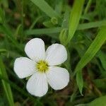 Arenaria montana flower picture by Xavier LAGURGUE (cc-by-sa)