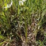 Ornithogalum divergens habit picture by Viti Pietro (cc-by-sa)