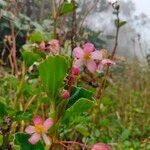 Begonia minor flower picture by dav cc (cc-by-sa)