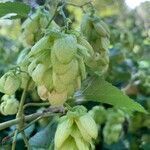 Humulus lupulus flower picture by Francois Lelievre (cc-by-sa)