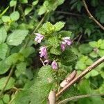 Lamium purpureum fruit picture by César Gonzalez (cc-by-sa)