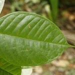 Dicorynia guianensis leaf picture by R. Tournebize (cc-by-sa)