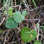 Cochlearia danica leaf picture by Anne-Marie Jegou (cc-by-sa)