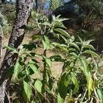 Solanum mauritianum habit picture by Sarami (cc-by-sa)