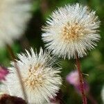 Erigeron acris fruit picture by parramon marta (cc-by-sa)