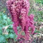 Amaranthus caudatus flower picture by jolijn van gorp (cc-by-sa)