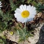 Anthemis tomentosa flower picture by Domi Nick (cc-by-sa)