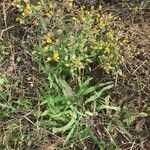 Crepis capillaris habit picture by bernard fabier (cc-by-sa)