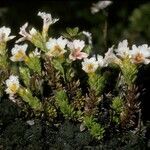 Euphrasia flavicans habit picture by Daniel Barthelemy (cc-by-nc)