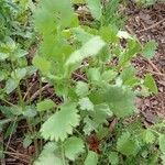 Pimpinella anisum leaf picture by Pradela Amanda P. (cc-by-sa)