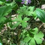 Geranium maculatum habit picture by Kevin Fernandes (cc-by-sa)