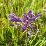 Camassia quamash flower picture by Kat ♡ (cc-by-sa)