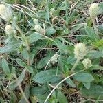 Gomphrena celosioides leaf picture by pedrogc -- (cc-by-sa)