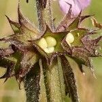 Stachys palustris fruit picture by Pierre LEON (cc-by-sa)