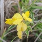 Crotalaria deserticola flower picture by susan brown (cc-by-sa)