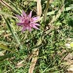 Geropogon hybridus flower picture by guasch vicente (cc-by-sa)