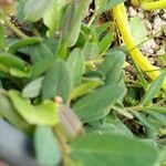 Crotalaria sagittalis leaf picture by Josemanuel Trujillo (cc-by-sa)