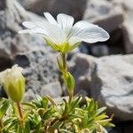 Cerastium julicum flower picture by Jani Zadrgal (cc-by-sa)