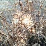 Silybum marianum fruit picture by Jon Gejo (cc-by-sa)