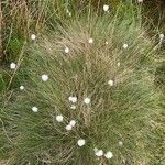 Eriophorum vaginatum habit picture by John Thompson (cc-by-sa)