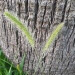 Setaria viridis flower picture by Mahi (cc-by-sa)