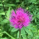 Cirsium heterophyllum flower picture by David Ježek (cc-by-sa)