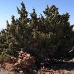 Juniperus cedrus habit picture by Udo Herkommer (cc-by-sa)