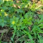 Potentilla norvegica leaf picture by Nancy Setzer (cc-by-sa)