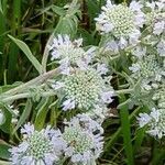 Pycnanthemum verticillatum flower picture by Nancy Brannaman (cc-by-sa)