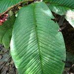 Ardisia wedelii leaf picture by SINAC Pérez Greivin (cc-by-sa)