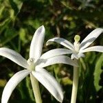 Hippobroma longiflora flower picture by Schnittler Martin (cc-by-sa)