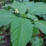 Impatiens parviflora leaf picture by PapyDan (cc-by-sa)