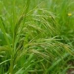 Bromus tectorum flower picture by Mehmet Basbag (cc-by-sa)