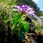 Primula hirsuta habit picture by Fabien Anthelme (cc-by-sa)