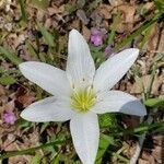 Zephyranthes atamasco flower picture by Brad Kelley (cc-by-sa)