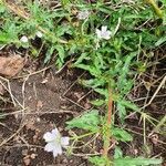 Monsonia angustifolia habit picture by susan brown (cc-by-sa)