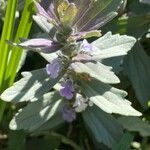 Ajuga integrifolia flower picture by bimbi bimbi (cc-by-sa)