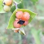 Lonicera caprifolium fruit picture by Saevan (cc-by-sa)