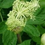 Angelica archangelica flower picture by Aldis Niedols (cc-by-sa)