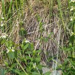 Stachys recta habit picture by Martin Bishop (cc-by-sa)