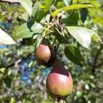 Pyrus communis fruit picture by Gabriel Morin-Kasprzyk (cc-by-sa)