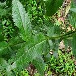 Eupatorium album leaf picture by Ken Borgfeldt (cc-by-sa)