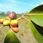 Eugenia astringens fruit picture by Renato Lima (cc-by-sa)