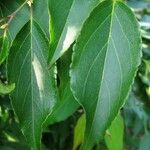 Stewartia monadelpha leaf picture by Kenneth Parker (cc-by-sa)