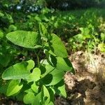 Aristolochia clematitis leaf picture by Tomislav Jakopinac (cc-by-sa)