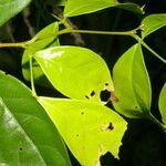 Inga polita leaf picture by Nelson Zamora Villalobos (cc-by-nc)