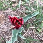 Tulipa agenensis flower picture by gerard le morvan (cc-by-sa)