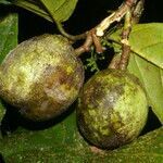 Calatola costaricensis fruit picture by Nelson Zamora Villalobos (cc-by-nc)