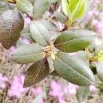 Rhododendron lapponicum leaf picture by Bianca Legault (cc-by-sa)